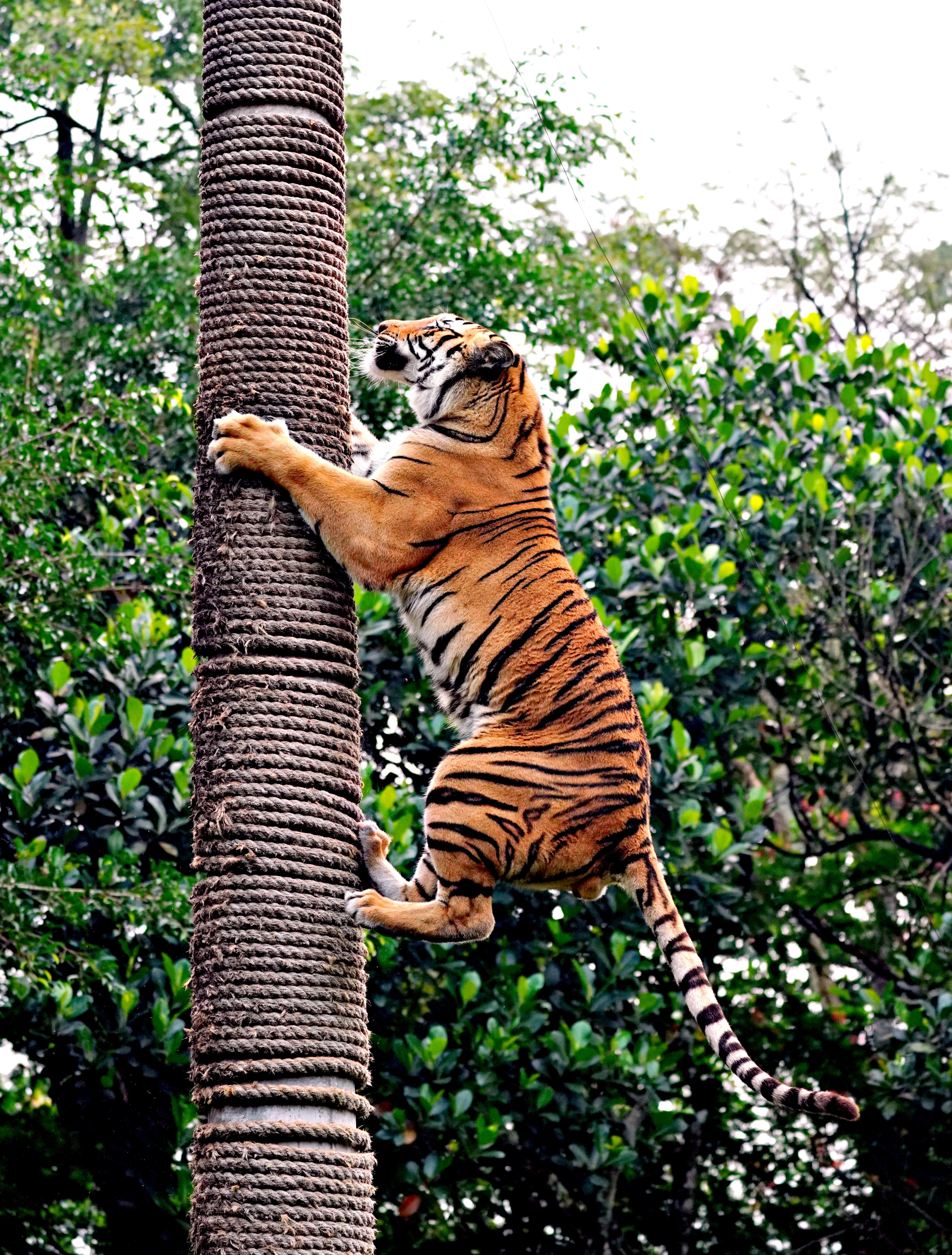 tiger3