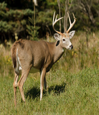 white_tailed_deer