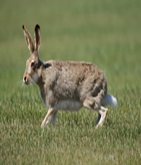 white_tailed_jackrabbit