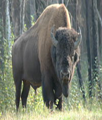 woodbison
