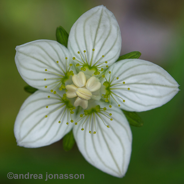 macro-marsh-grass-of-parnassus